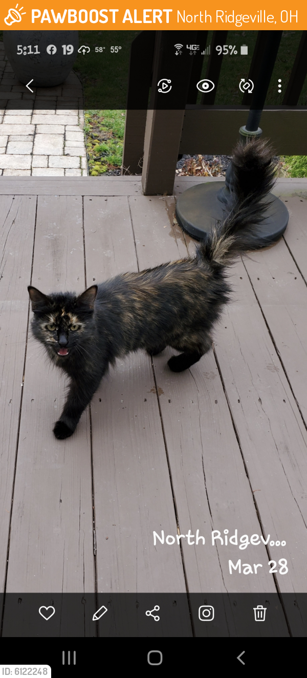 Found/Stray Female Cat last seen Lorain Road, North Ridgeville, OH 44039