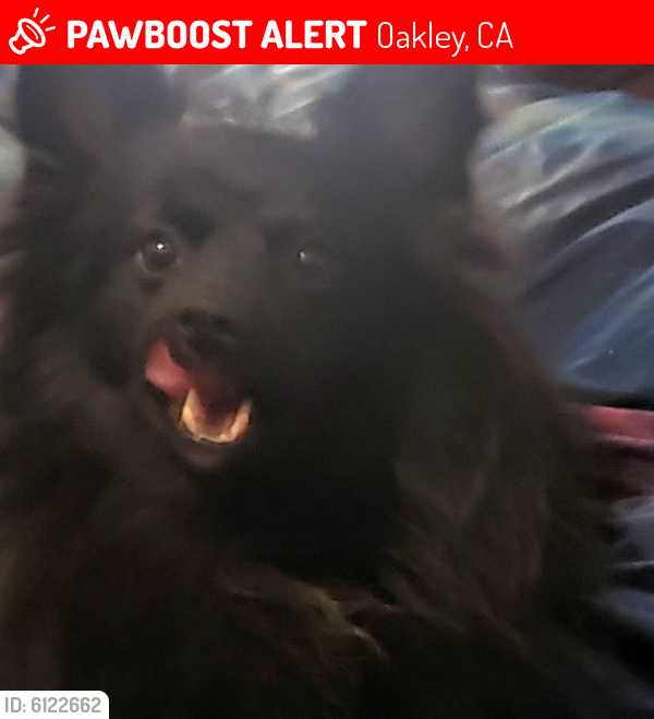 Lost Male Dog last seen Walnut Meadows, Oakley, CA 94561