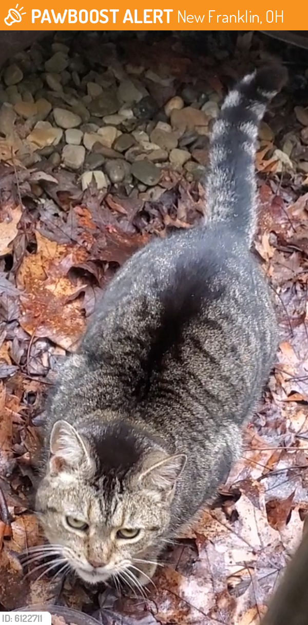 Rehomed Unknown Cat last seen Manchester rd., New Franklin, OH 44216
