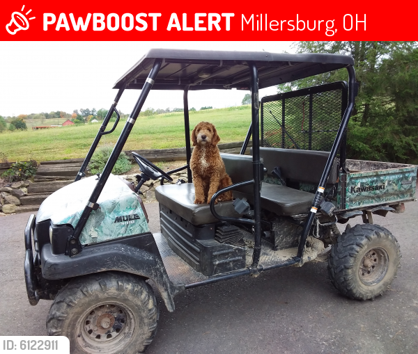Lost Female Dog last seen Sr 557, Millersburg, OH 44654