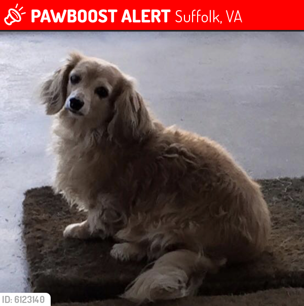 Lost Female Dog last seen South Links Circle, Suffolk, VA 23435