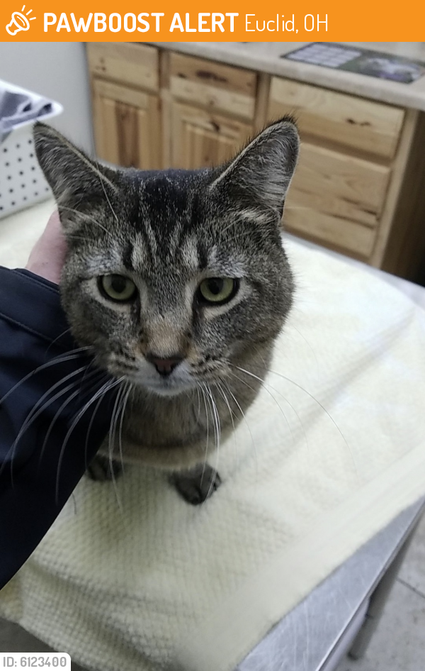 Rehomed Male Cat last seen Bruce St and 215 St, Euclid, OH 44123