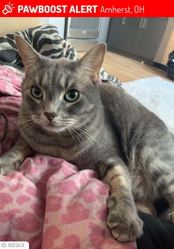 Lost Male Cat last seen A little off middle ridge rd , Amherst, OH 44001