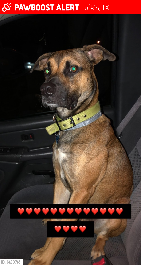 Lost Male Dog last seen Atkinson and Timberland , Lufkin, TX 75901