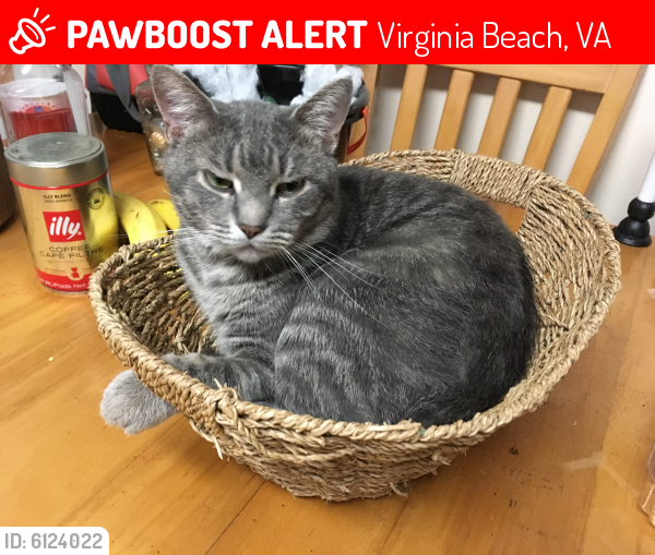 Lost Male Cat last seen Brian Avenue and Clover, Virginia Beach, VA 23462
