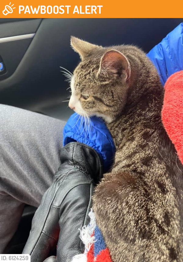 Found/Stray Cat in Hatfield Township, PA 19440 (ID 6124259) PawBoost