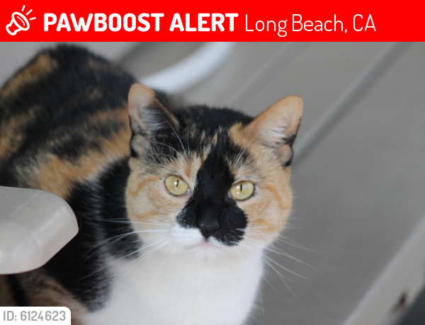 Lost Female Cat last seen Atlantic Ave. and Harding Ave, Long Beach, CA 90805