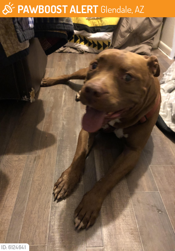 Found/Stray Male Dog last seen 51st Ave and Northern, Glendale, AZ 85301
