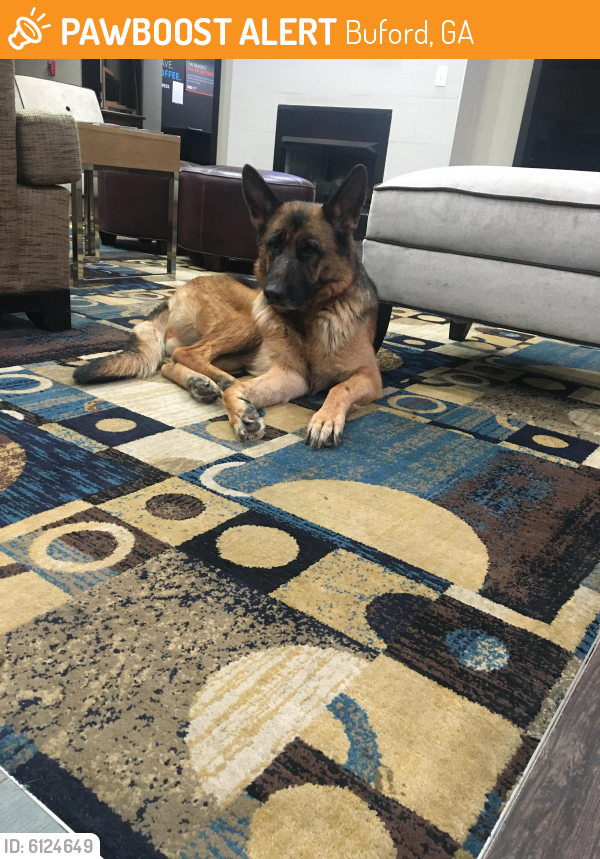 Found/Stray Female Dog last seen Holiday Inn Express, Buford, GA 30518