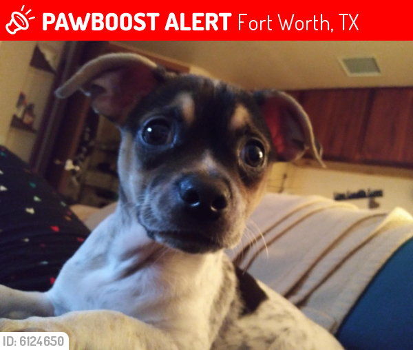 Lost Male Dog last seen Wal-Mart on Beach St. By McDonald's, Fort Worth, TX 76111