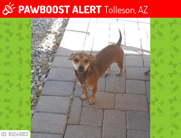 Lost Male Dog last seen 91st ave and lower buckeye rd, Tolleson, AZ 85353