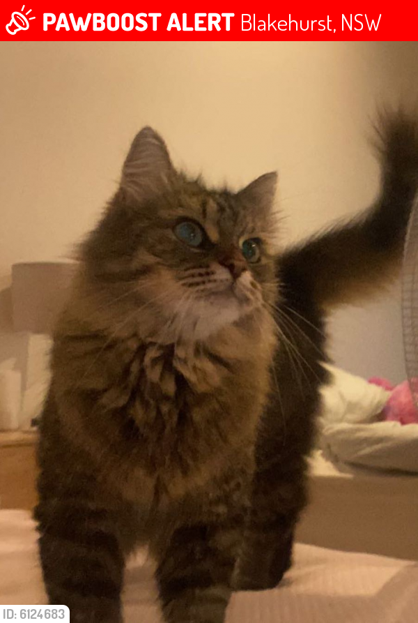 Lost Male Cat last seen Princess highway and king Georges road , Blakehurst, NSW 2221