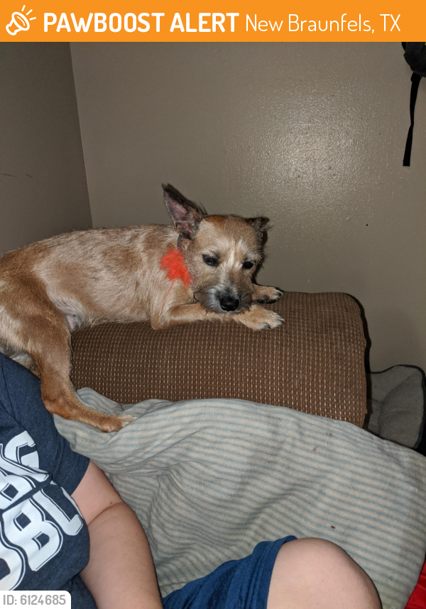 Rehomed Female Dog last seen Buc-ees, New Braunfels, TX 78130