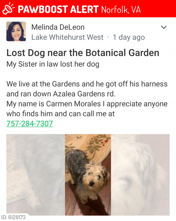Lost Male Dog last seen Azalea Garden Road and Oleo Dr., Norfolk, VA 23513