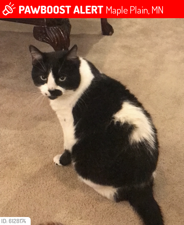 Lost Female Cat last seen Watertown rd & orchard park rd, Maple Plain, MN 55359
