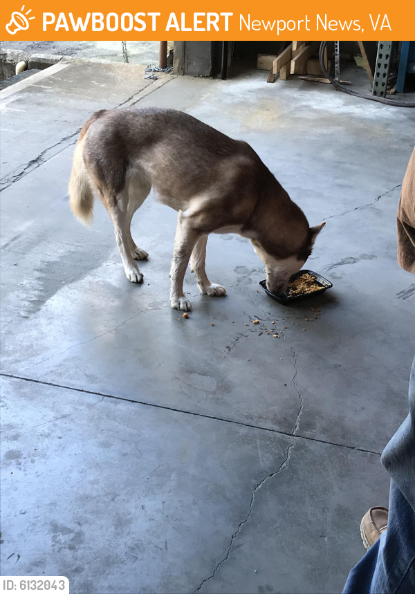 Found/Stray Female Dog last seen Morris Tile, Newport News, VA 23608