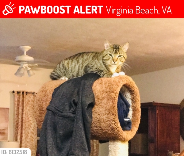 Lost Male Cat last seen The MOCA; Birdneck Road and Laskin Road, Virginia Beach, VA 23451