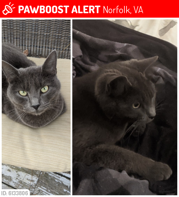 Lost Male Cat last seen D View and 1st View, Norfolk, VA 23503