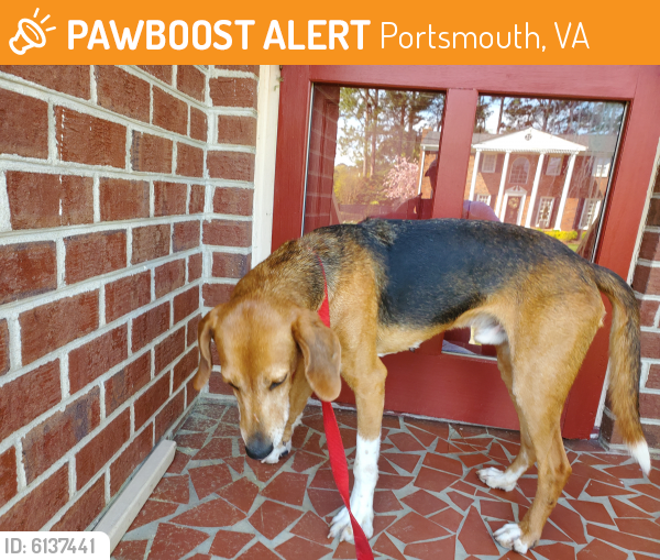 Found/Stray Male Dog last seen Shoreline and Glencive , Portsmouth, VA 23703