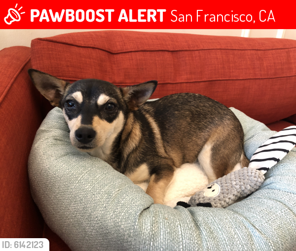 Lost Male Dog last seen Golden Gate Park Entrance at 10th and Fulton, San Francisco, CA 94118