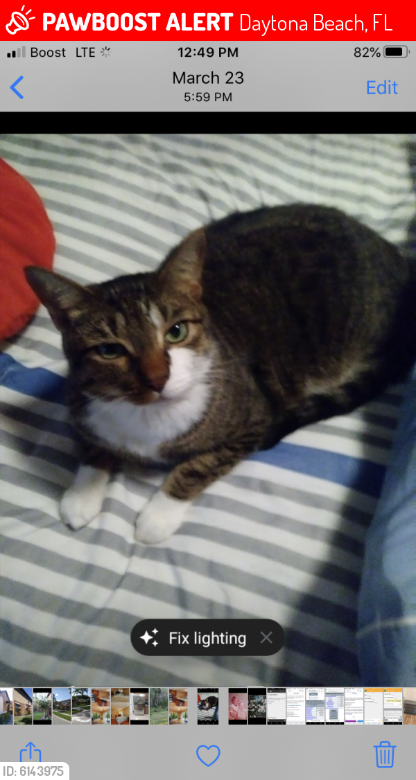 Daytona Beach, FL Lost Male Cat, Bert Is Missing | PawBoost