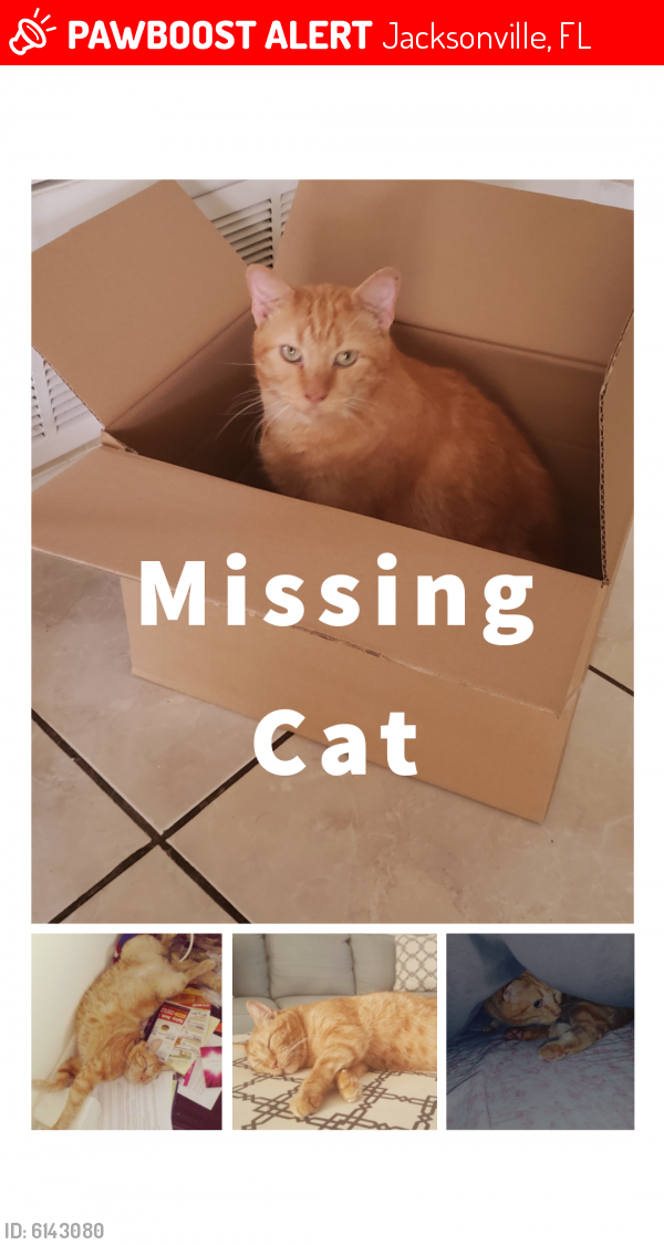 Lost Male Cat last seen Near Compton Rd., Jacksonville, FL 32221