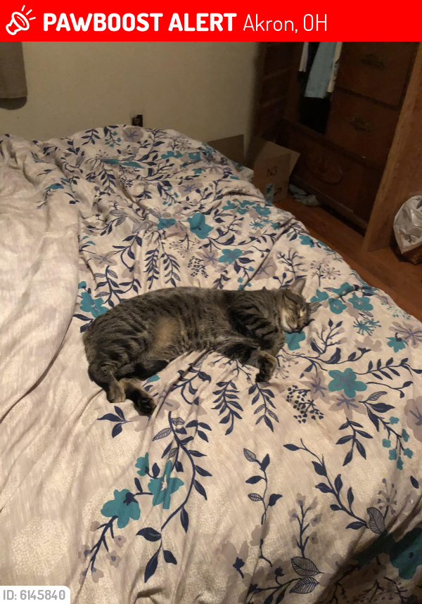Lost Male Cat in Akron, OH 44312 Named Ren (ID 6145840) PawBoost
