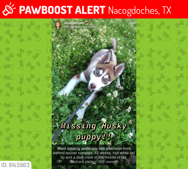 Lost Male Dog last seen Lanana creek area, Nacogdoches, TX 75964