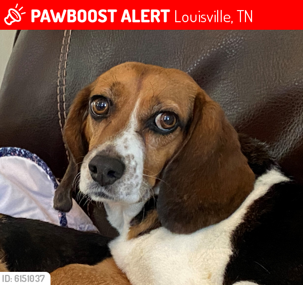 Lost Female Dog last seen Louisville Road, Louisville, TN 37777