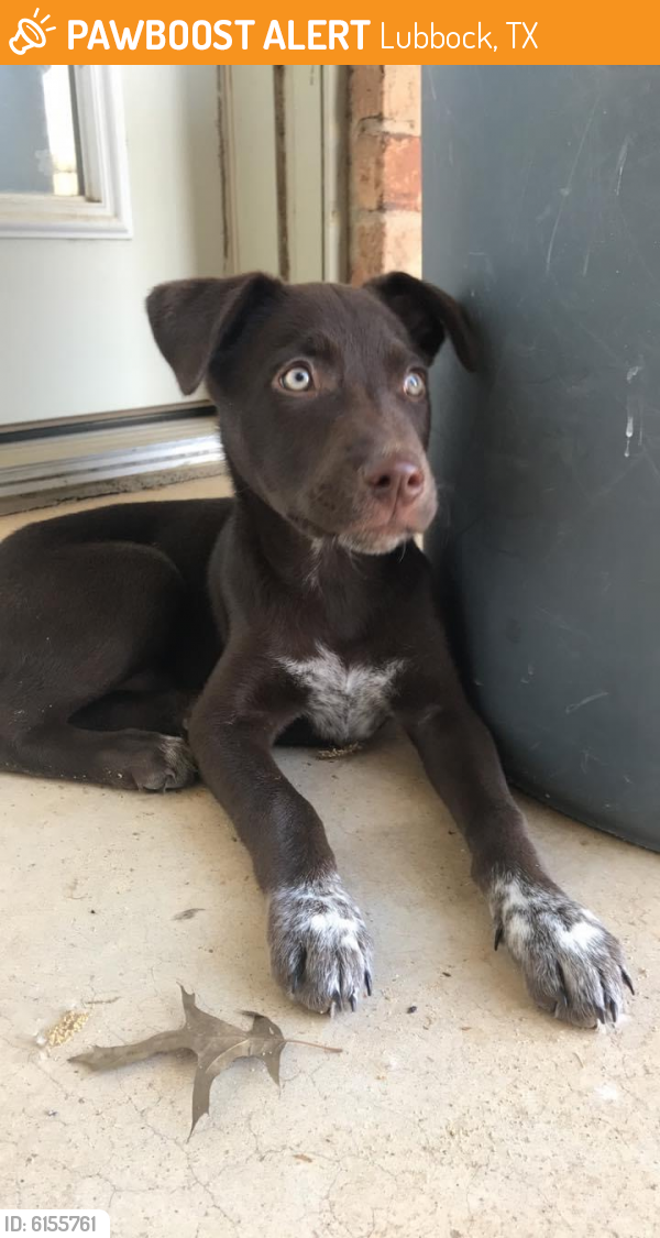 Found/Stray Dog in Lubbock, TX 79423 (ID 6155761) PawBoost