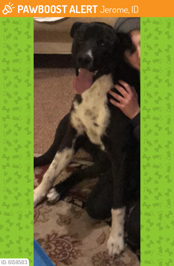 Found/Stray Male Dog last seen Near N and 100 E , Jerome, ID 83338