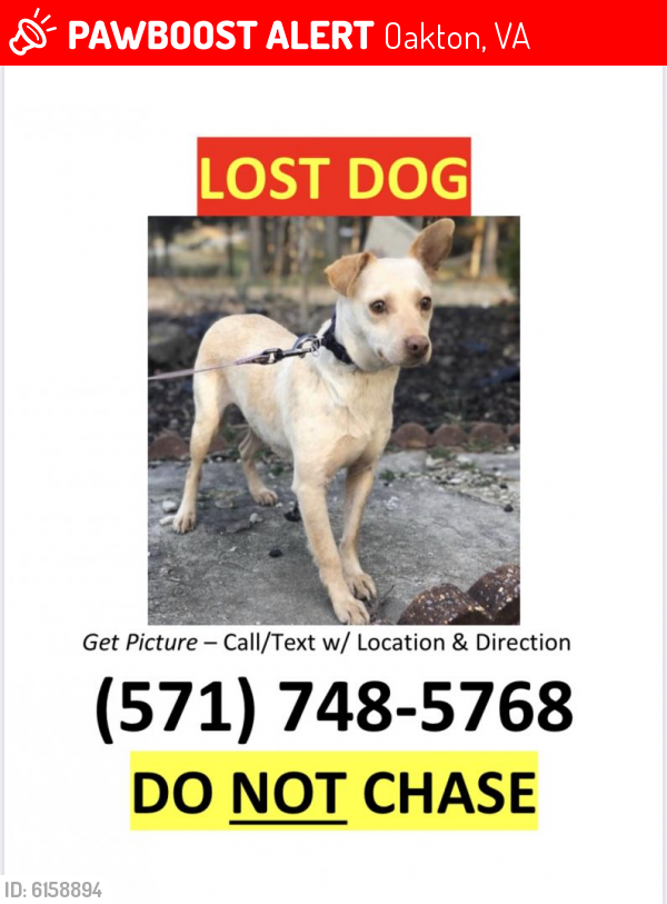 Lost Female Dog last seen Oakton, Oakton, VA 22124