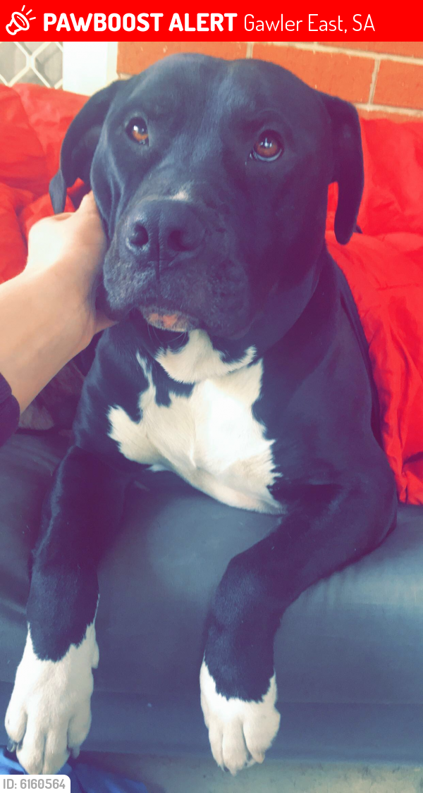 Lost Male Dog last seen Gawler east, Gawler East, SA 5118
