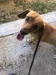 Reunited Female Dog last seen Mecca St, Odessa, TX 79762, USA, Odessa, TX 79762