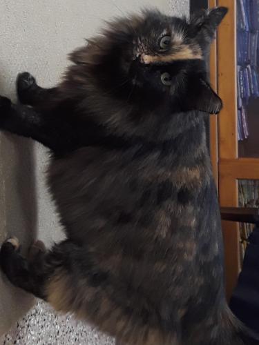 Lost Female Cat last seen california and park place court, Dalworthington Gardens, TX 76016