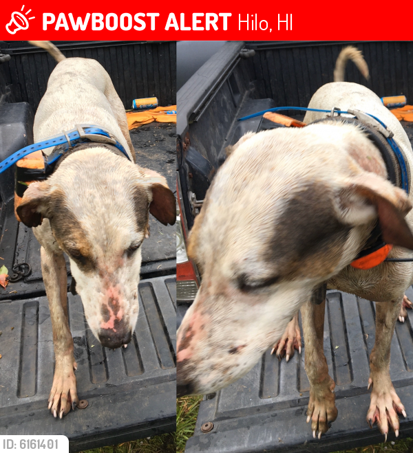 Lost Male Dog last seen Kulani, Hilo, HI 96720