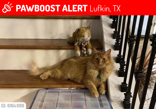 Lost Male Cat last seen Near Deerfield Drive Lufkin, Texas, Lufkin, TX 75901