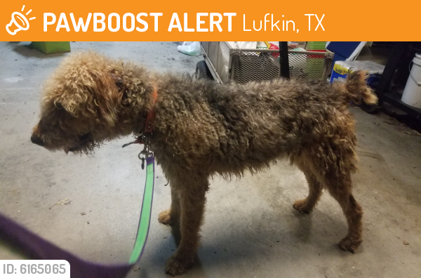 Found/Stray Male Dog last seen Denman Avenue across from Lufkin Middle School, Lufkin, TX 75901