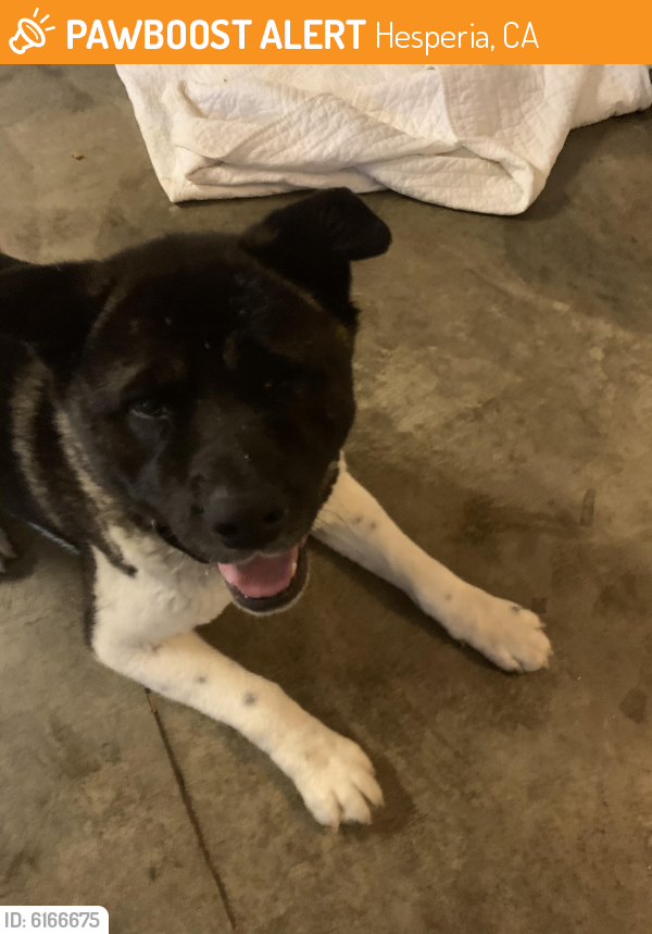Found/Stray Male Dog last seen Bear valley near dollar store, Hesperia, CA 92345