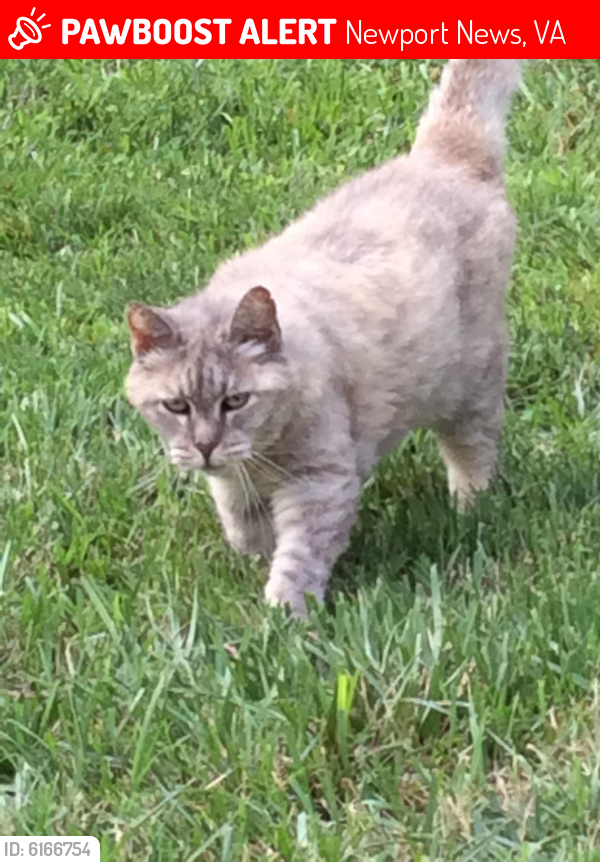 Lost Female Cat last seen Sir Lionel court (Kings Charter neighborhood) and Cheyenne Road., Newport News, VA 23608