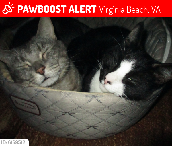 Lost Male Cat last seen Choctaw Drive & Towanda, Virginia Beach, VA 23464