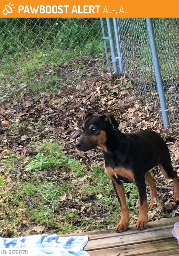 Found/Stray Female Dog last seen Hwy 37 South Letohatchee , AL-97, AL 
