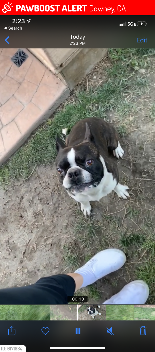 Lost Male Dog last seen Florence ave , Downey, CA 90241