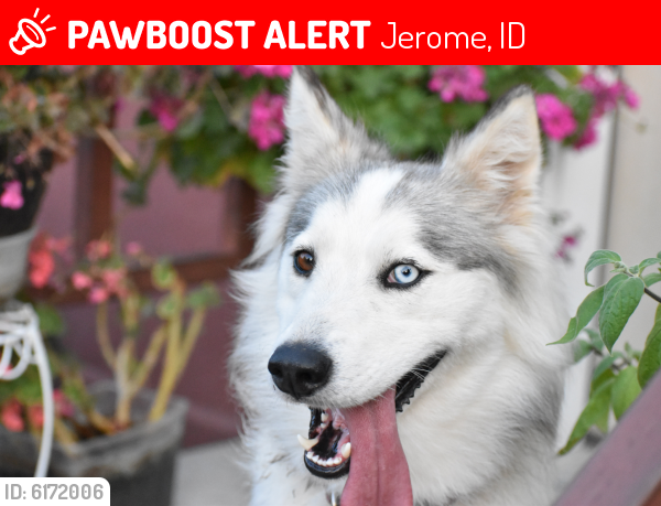 Lost Female Dog last seen Near S in Jerome, ID, Jerome, ID 83338