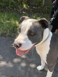 Lost Female Dog last seen Pine, San Antonio, TX 78202