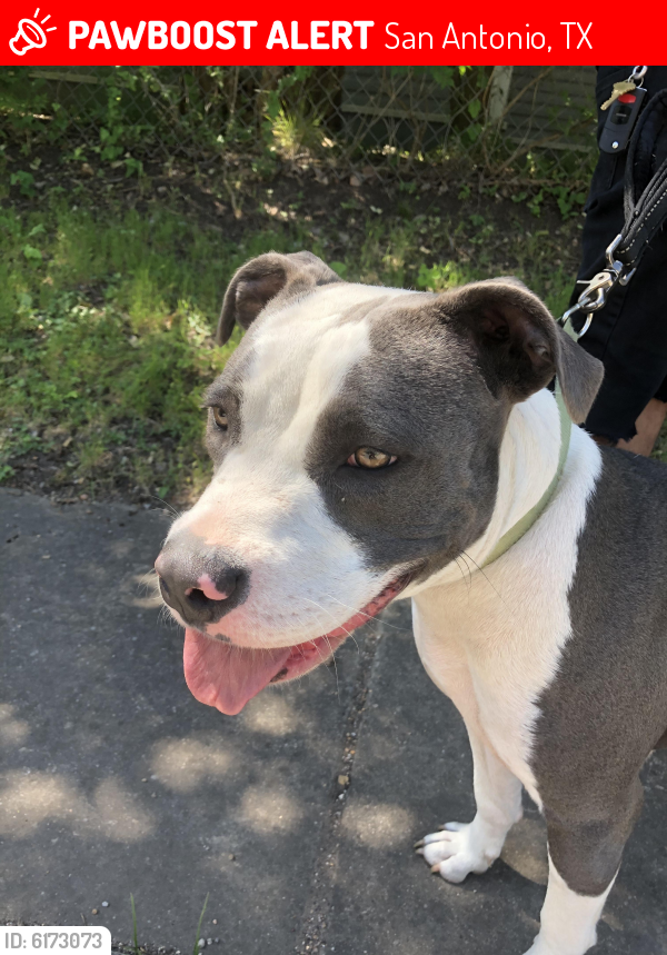 Lost Female Dog last seen Pine, San Antonio, TX 78202