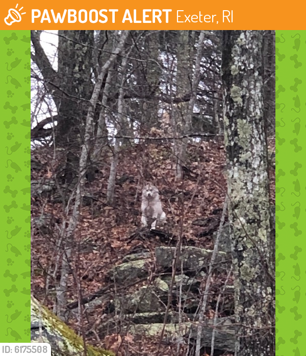 Exeter, RI Stray Dog Found Near 3/4 Mile N of Yawgoo Valley Ski up hill