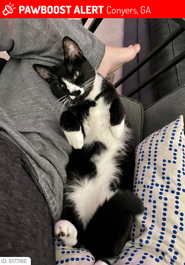 Lost Male Cat last seen east view / Valley dr ne, Conyers, GA 30012