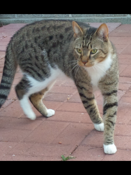 Found/Stray Male Cat last seen Sir Lionel Court/Kings Charter neighborhood of Newport News, Newport News, VA 23608