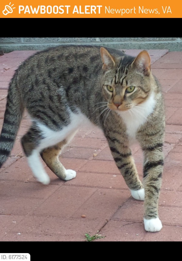 Found/Stray Male Cat last seen Sir Lionel Court/Kings Charter neighborhood of Newport News, Newport News, VA 23608